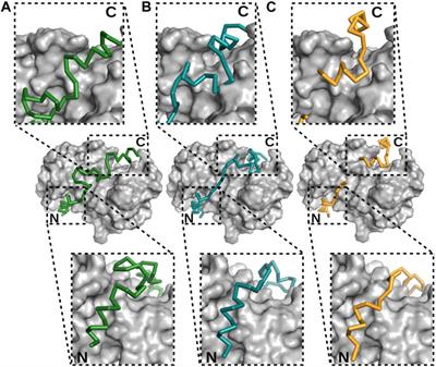 Studying the Structures of Relaxed and Fuzzy Interactions: The Diverse World of S100 Complexes